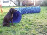 Dog Agility Chute (8ft) and Tunnel (3ft)